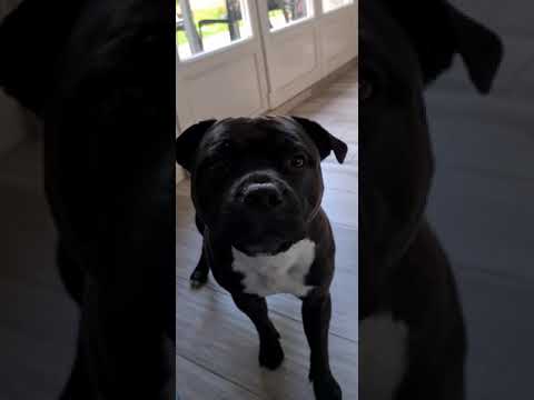 staffie qui pleure et aboie sur demande