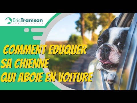 (Suisse) Comment éduquer sa chienne qui aboie en voiture ?