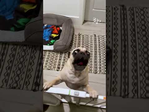 Super Crazy Pets | FUNNIEST Animals You Have Ever Seen