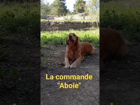 Syrah "Aboie". #chien #goldenretriever #commande #Syrah