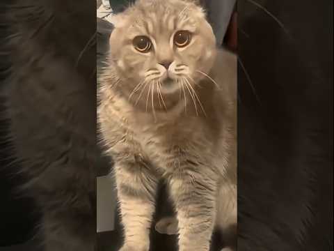 Talking cats #cat #funny #animals #cats #pets #funnycats #catvideos #catshorts