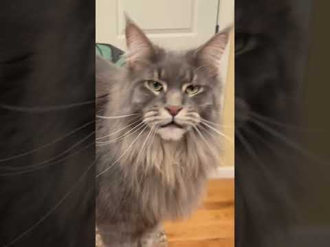 Talking Maine Coon and Ragdoll Cat | Blue Tabby #catlovers #cat #kitten #meow