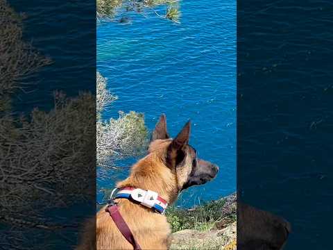 Tellement Dangereux ⚠️ #malinois #dog #chien