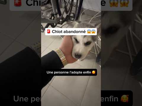 T’en penses quoi de son prenom ? 🥰 #malinois #nino #dog #chien #chiot