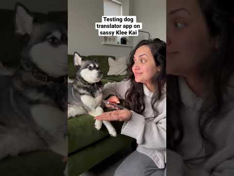 Testing Dog Translator App On SASSY Mini Husky 😂