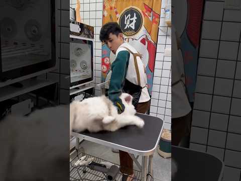 "The Angriest Cat Grooming You’ll Ever See 😼🔥" #pets #cats #cats #grooming #cleaning