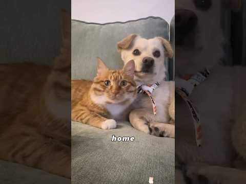 The cat and the dog relied on each other for survival.#animals #Foryou #love#cute