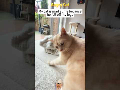 The cat is a bit angry?🐱#shorts #cat #cutecat #viral