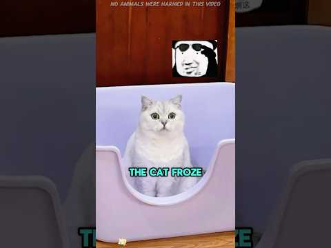 The Cat Just Wanted to Use the Litter Box, But…#funnyshorts #pets #cute #love