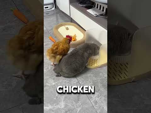 The Cat Never Agreed to This 😭 #funnyanimals  #pets   #shorts