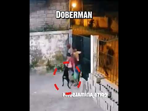 The Doberman Changed Their Plans Instantly #dog #doberman