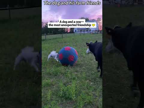 The dog and his farm friends #dog #funny