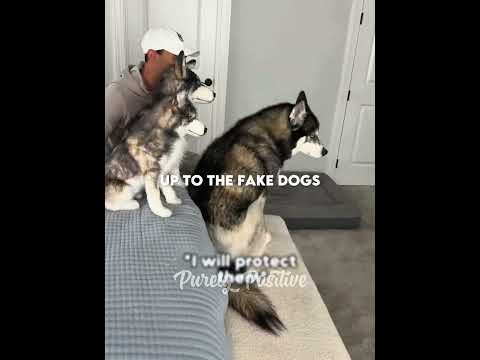 The Dog Who Thought His Owner Replaced Him 🐶💔😂 #shorts #dog #dogs #pets