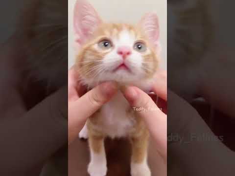 The Little Kitten Suddenly Appeared! 🧸😻💕 #cat #cute #cats #kitten
