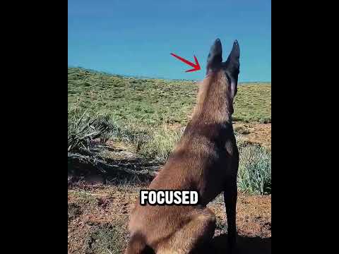 The Malinois Locked Eyes With a Wolf #dog #wolf #animals