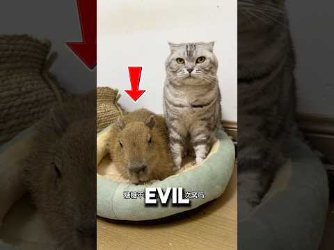 The Only Evil Capybara In The World❤️#animalshorts #animals #pets