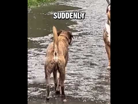 The Pitbull's Message Was Crystal Clear #dog #pitbull
