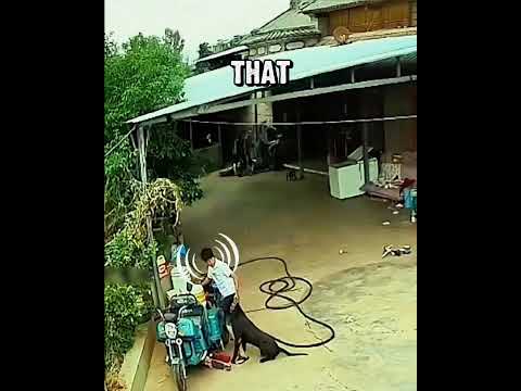 The Situation Got Tense in Seconds #dog #animals