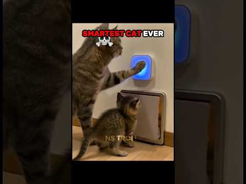The smartest cat ever ☠️🗿🥶#cat #trolledit ,