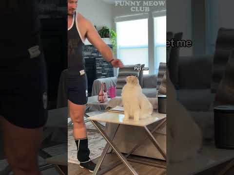 This Cat Gets Mad When We Kiss 😭🐱 #cat #catlove #funny #shorts