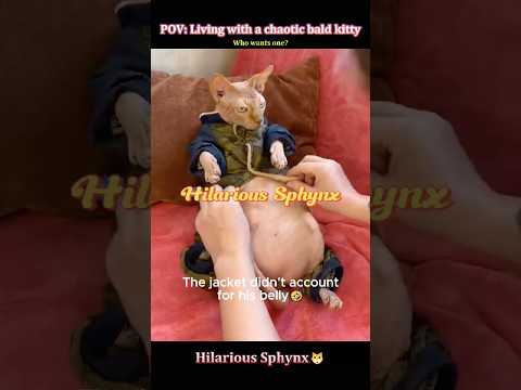 This cat has zero fur 😂🐱#cat#funnycats#sphinx#pets