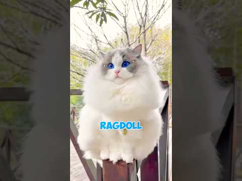 This Cat Thinks It's a Dog 😂🐱 | Ragdoll Cat Facts #pets #cats #catfacts #animalfacts #catvideos