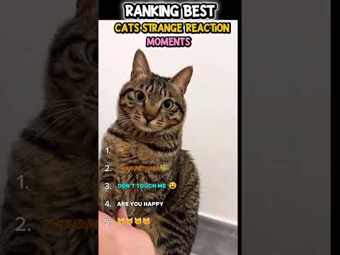 This Cat's Reaction Was Weird 😂