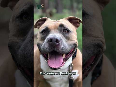 This Dog Doesn't Bark… He Screams 🐶