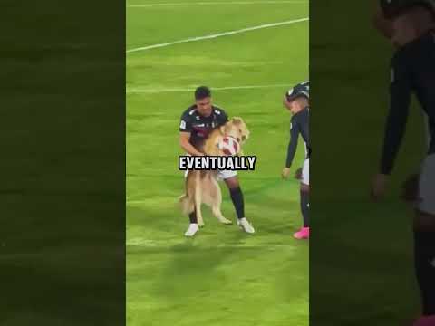 This DOG RAN Onto the Pitch and SCORED A GOAL, No Animal Had Ever Done This Before!