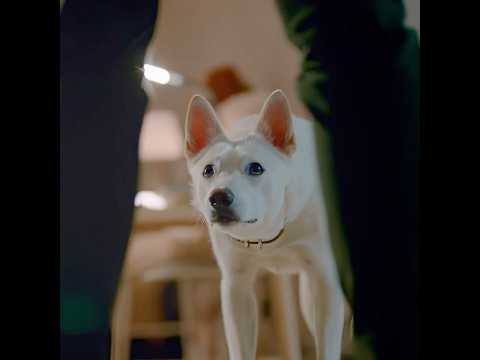 This is a brave dog. #movieclips #viralvideo #hearttouching