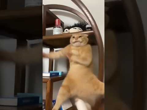 This kungfu cat is hilarious
