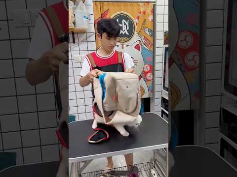 This new cat is restless #cat #funny #pets #funnycats #cutecat #shorts #satisfying #fyp #cute #viral