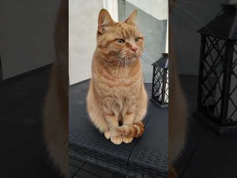 Timide en colère contre le main coon – leschatsnapans – #cat #chaton #chat #kitten #pets