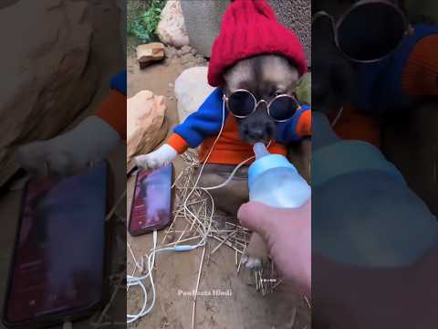 Tiny Puppy Finally Learns to Trust Humans ❤️🐶