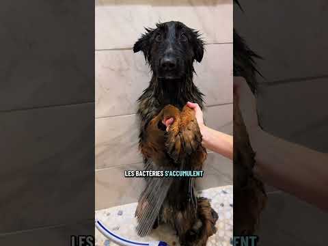 Toilettage de Adolf ‼️🐶🇩🇪 #cleaning #chien #dog #animaux #animals ￼