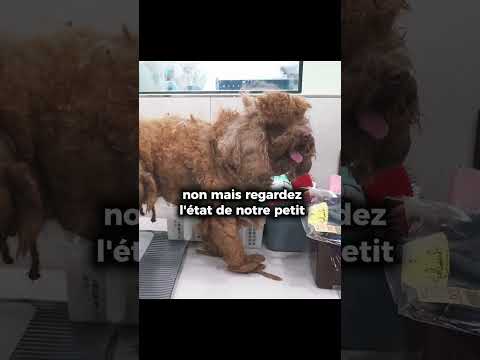Toilettage d’un chien abandonné par son maître 😡 #cleaning #chien #chien #animaux #dog #pets #sad ￼