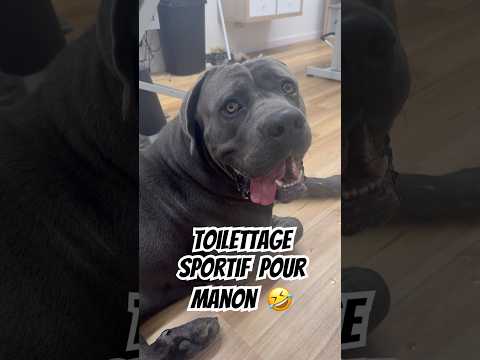 Toilettage sportif pour Manon 🤣 #toilettage #chien #grooming #groomer #canecorso #dog