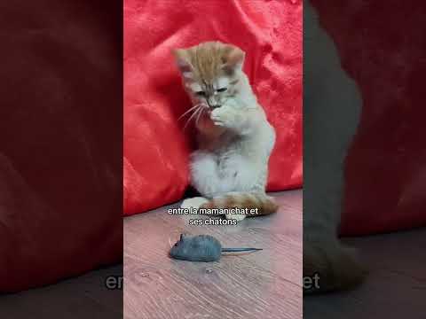 Ton chat miaule pour communiquer avec toi 😻 !  #chat #cat #catlover #comportementduchat