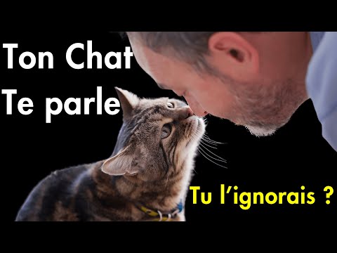 Ton chat te parle TOUS LES JOURS… (Voici LE secret pour ENFIN le comprendre)
