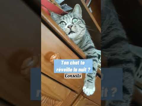 Ton chat te réveille la nuit ? Conseils
