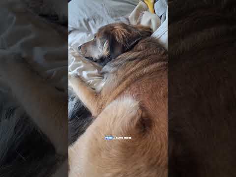 ton chien aboie à la fenêtre ? c'est pas normal #noschiensenfolie #chien #educationcanine