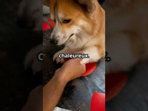 Ton chien te parle avec sa patte !🐶🐾