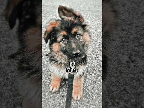 Ton mois = ton chien 🤎