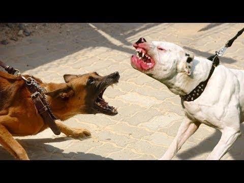 TOP 10 CHIENS EXTRAORDINAIRE AYANT BATTU LE RECORD DE L'ABOIEMENT LE PLUS FORT DU MONDE !