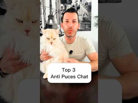 Top 3 : anti puces chat ! #chat #cat #animaux #pets #vet #conseils #prevention