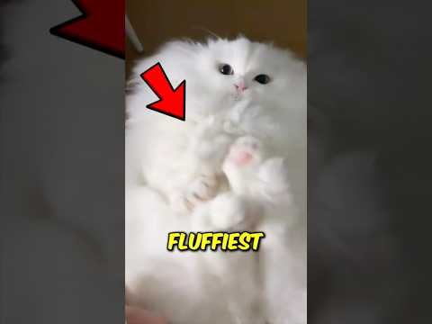 Top 3 Fluffiest Cat Breeds
