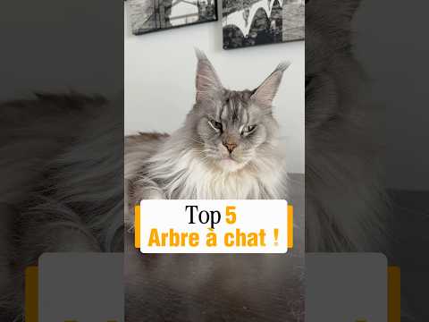 Top 5 : arbre à chat                                 #chat #cat #home #pets #conseils
