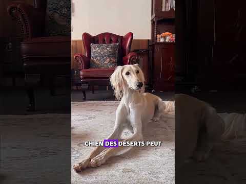 Top 5 des chiens les plus rapides au monde #chien #animaux #rapide #viral