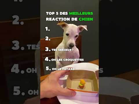 Top 5 des réaction de chien les plus drôle 🤣