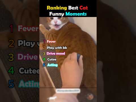 Top 5 Ranking Cat Funny Moments #shorts #viral #funny #cat